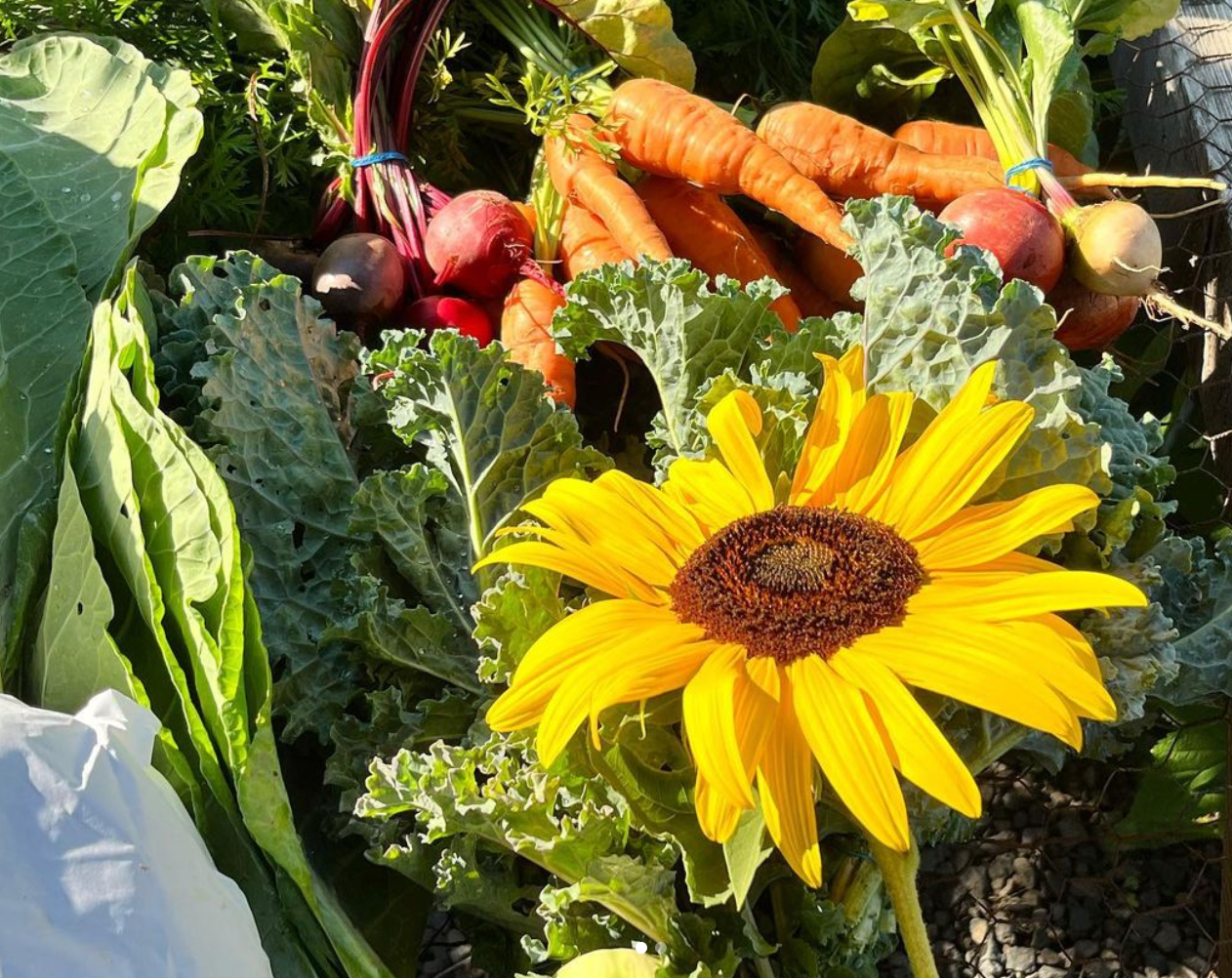 Juneteenth at Wild Cactus