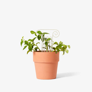 Mini Plant Trellis